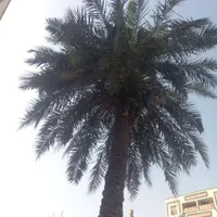بریدن انواع درختان ونخل هرسکاری اره بالابر چمن نی|خدمات باغبانی و درختکاری|اهواز, پادادشهر|دیوار