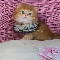 بچه گربه های انیمه ای کیوت|گربه|کرج, احدآباد|دیوار
