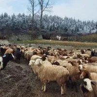 کل مناطق تهران گوسفند زنده بهداشتی گوشتی در محل|حیوانات مزرعه|تهران, سازمان برنامه|دیوار