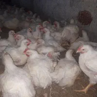 کود مرغ گوشتی|خدمات باغبانی و درختکاری|نیشابور, هفده شهریور|دیوار