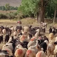 بره میش  بز قوچ بزغاله  غیره فروشی|حیوانات مزرعه|شاهین‌شهر, امام حسین|دیوار