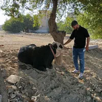ذبح وقصاب وسلاخ فروش گاو وگوساله وگوسفندشبانه روزی|خدمات پذیرایی، مراسم|تهران, امام زاده حسن|دیوار