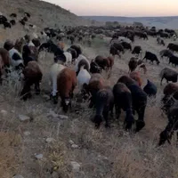 گوسفند زنده درتهران ۱۰۰٪ گوشتی