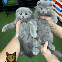 گربه های بانمک