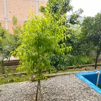 سوئیت دربست اجاره ای ،توشن روزانه.شبانه. خونه باغ|اجارهٔ کوتاه‌مدت ویلا و باغ|گرگان, |دیوار