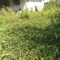 خدمات علفزنی حامد