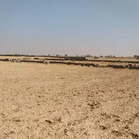 زمین باغی ۱۰۰۰ متری با چک صیادی|فروش زمین و ملک کلنگی|اصفهان, هفتون|دیوار