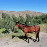 اسب نریان