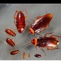 شرکت خدمات سم پاشی دنا سم جنوب سوسک ساس