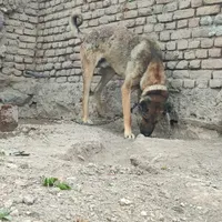 سگ 13ماهه سرابی|سگ|اردبیل, |دیوار