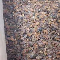 کشمش آفتابی/خوراکی/آبگیری/سایه خشک|خوردنی و آشامیدنی|گرگان, |دیوار