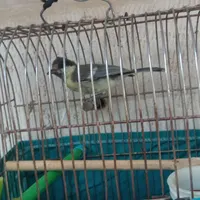 سهره  مرغ عشق نر و سهره زرد فقد ۱۰۰تومان