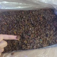 کشمش افتابی و گله داغستان
