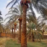 باغ خرمادرجه یک اسپیکان روبروی دهیاری