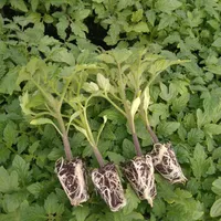 نشا گوجه و هندوانه***|خدمات باغبانی و درختکاری|شیراز, احمدآباد|دیوار