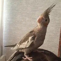 عروس هلندی گمشده
