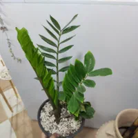 زاموفیلیا|گل و گیاه طبیعی|کرمان, |دیوار