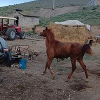 اسب مادیان|اسب و تجهیزات اسب‌سواری|پارس‌آباد, |دیوار