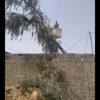 بریدن انواع درختان ونخل هرسکاری اره بالابر چمن نی