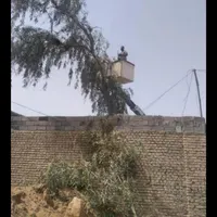 بریدن انواع درختان ونخل هرسکاری اره بالابر چمن نی|خدمات باغبانی و درختکاری|اهواز, پادادشهر|دیوار