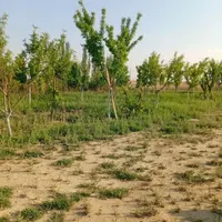 زمین باغ گلخانه|فروش زمین و ملک کلنگی|مشهد, توس|دیوار