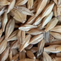 یونجه جو سبوس سویا خوراک دام شیری و پرواری|عمده‌فروشی|شیراز, کوشک میدان|دیوار