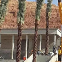 نخل پایتخت پالم زیبا The palm the capital