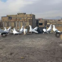 کفتر