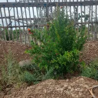 باغچه 430 متری رباطکریم
