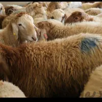 گوسفند تعاونی 100٪نصف گوشت به ضمانت سالم بودن|حیوانات مزرعه|مشهد, جانباز|دیوار