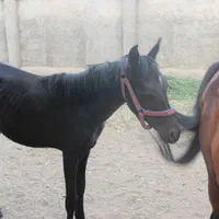 مادیون حامله ۱۰ ماهه به همراه کره یکساله یورش|اسب و تجهیزات اسب‌سواری|تهران, تهرانسر شرقی|دیوار