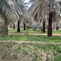 ملک نخل