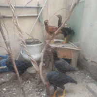 مرغ لاری