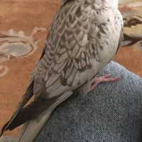 گم‌شده