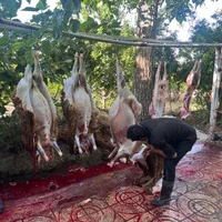 دام برا عقیقه تولد قربانی