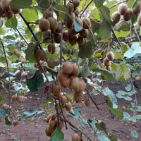 باغ کیوی فروشی لیسار