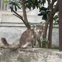 گربه گمشده