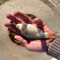 بچه ماهی کپورواموروفیتوفاک و فیتوفاک|ماهی|کرمانشاه, |دیوار