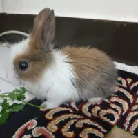 بچه خرگوش بازیگوش