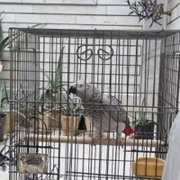 طوطی کاسکو دم قرمز سخنگو|پرنده|خمینی‌شهر, |دیوار