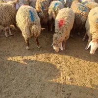 فروش گوسفند زنده نر و ماده