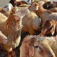 فروش گوسفند زنده شبانروز باارسال حضوری و غیرحضوری|حیوانات مزرعه|کرج, شهرک یاس جنوبی|دیوار