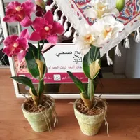 گلدان وگل دست ساز گلدان کاکتوس کوچک وشیشه دکوری|صنایع دستی و سایر لوازم تزئینی|تهران, دانشگاه علم و صنعت|دیوار