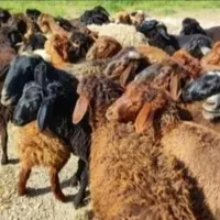 انواع گوسفند‌زنده‌بره نروماده خوش‌پخت|حیوانات مزرعه|قم, باسکول|دیوار