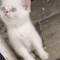 گربه