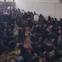 خروس تمام سیاه وماشینی جهت قربانی|حیوانات مزرعه|تهران, باغ فیض|دیوار
