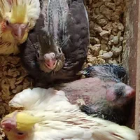 عروس هلندی سرلاکی و جفتی|پرنده|اصفهان, فردوان|دیوار