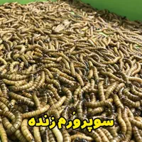 میلورم زنده و خشک/عمده/جزئی/سوپرورم/سبد و کود|خزنده|قم, باسکول|دیوار