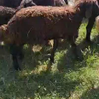 فروش بره