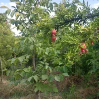 فروش  باغ قدیمی  و ثمری در شهر فاروق|فروش خانه و ویلا|مرودشت, تخت جمشید|دیوار